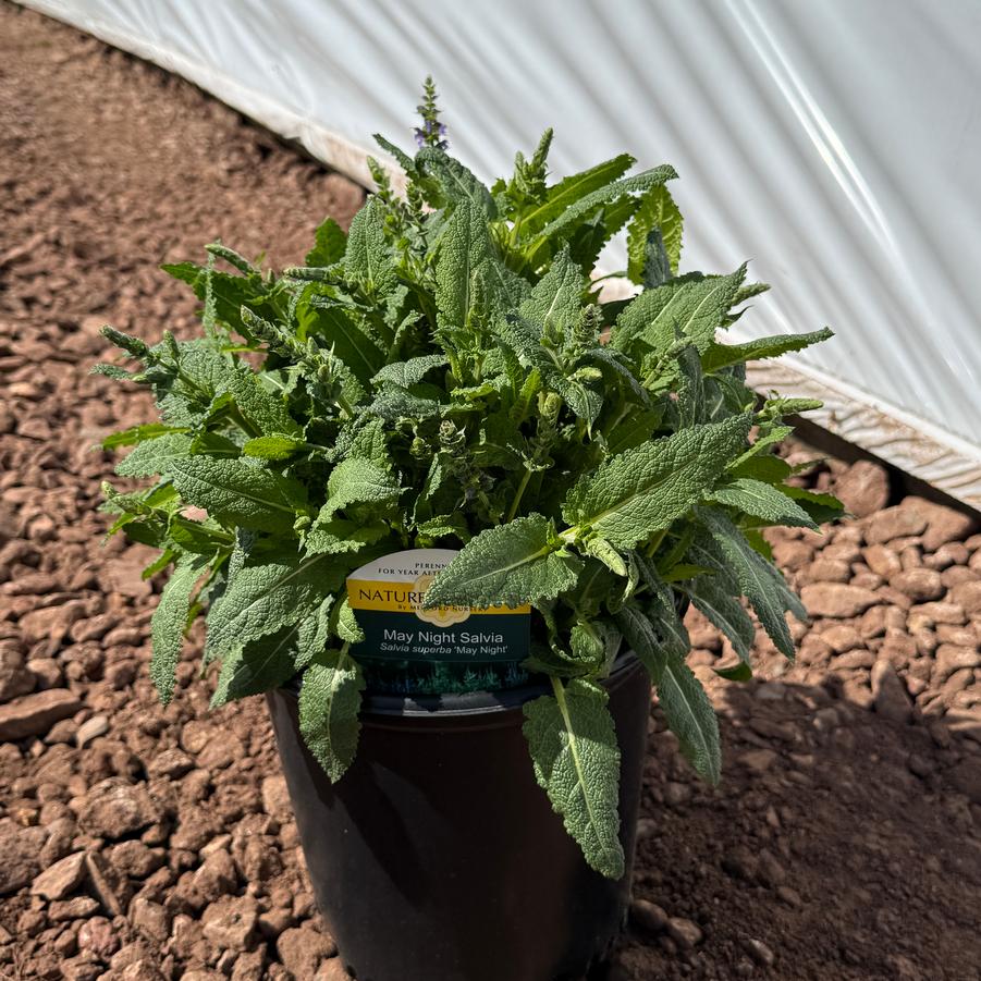 Salvia nemorosa May Night