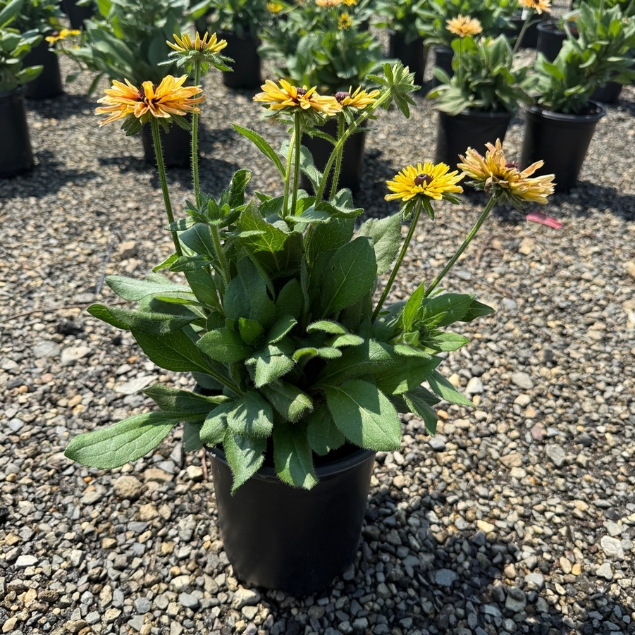 Echibeckia™ Summerina Glow® Swoop