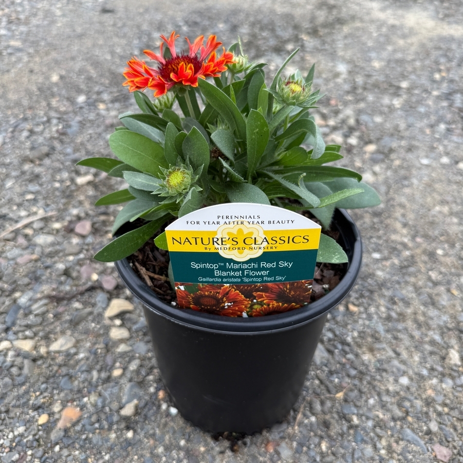 Gaillardia aristata Spintop™ Mariachi Red