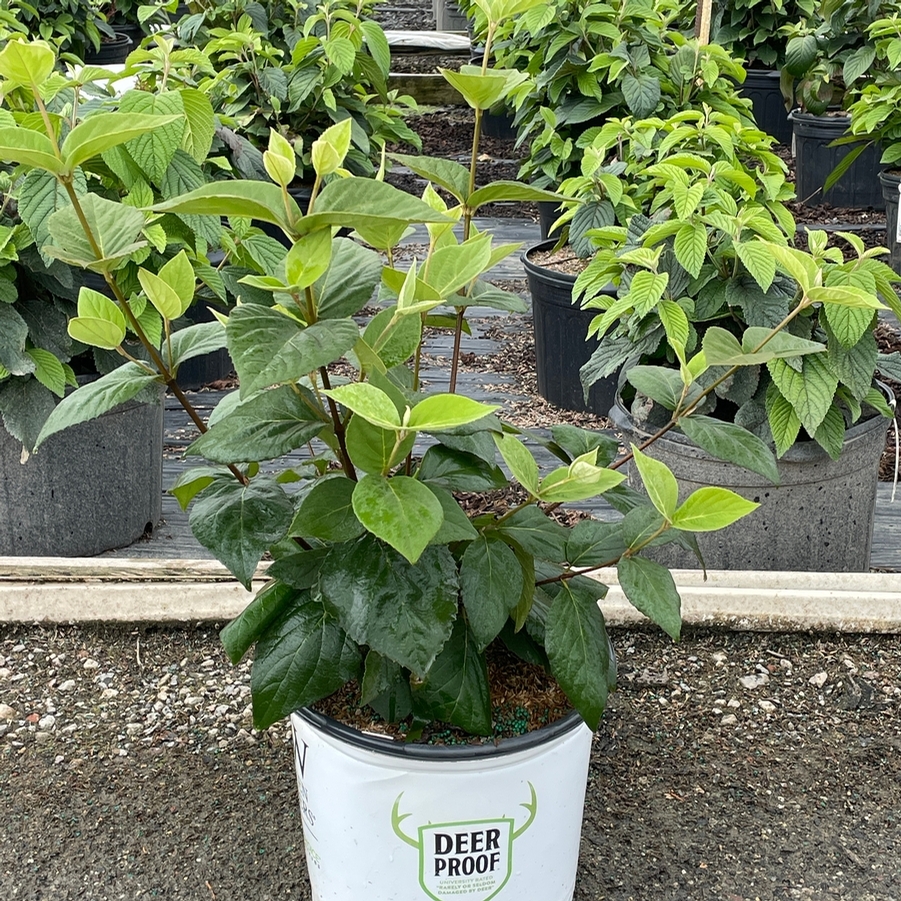 Viburnum carlesii Spice Baby™ PP25872