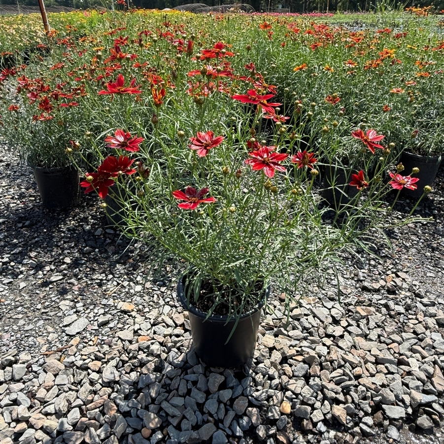 Coreopsis Fall Sensation Vermillion