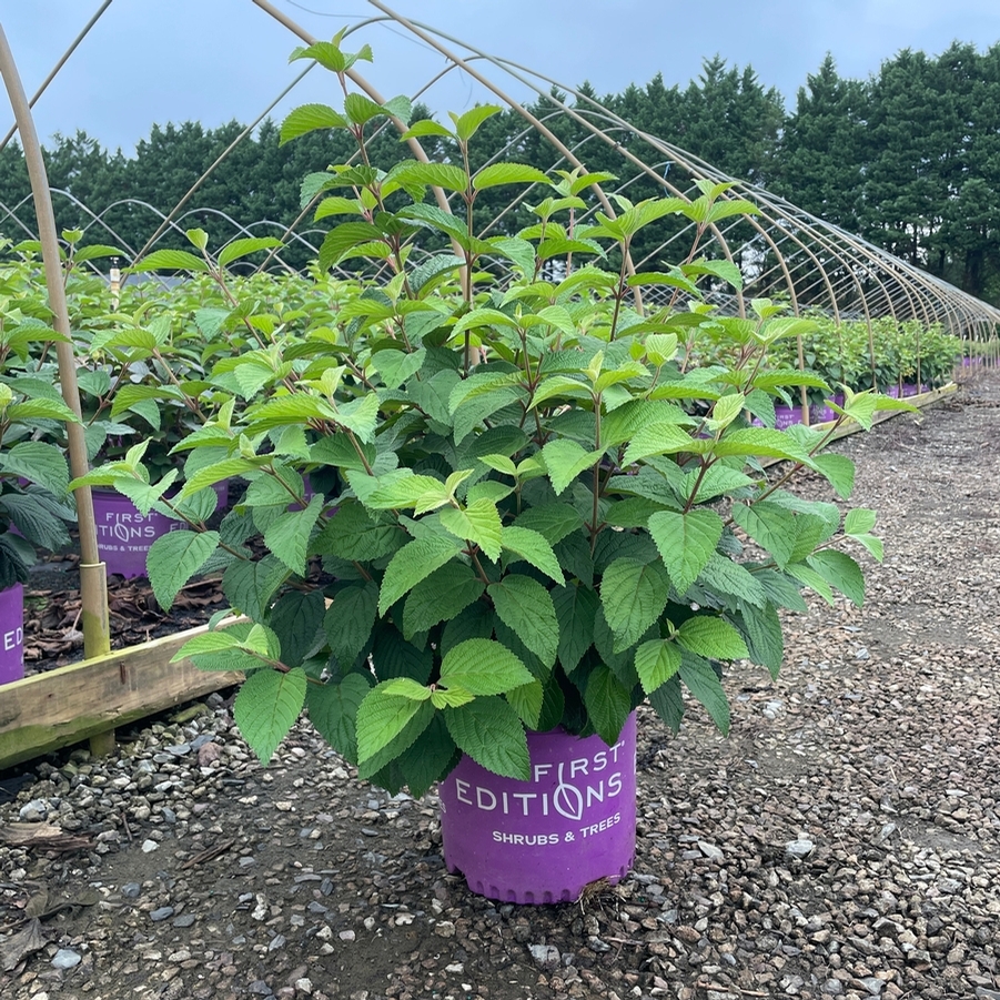 Viburnum plicatum Opening Day™ PP28958