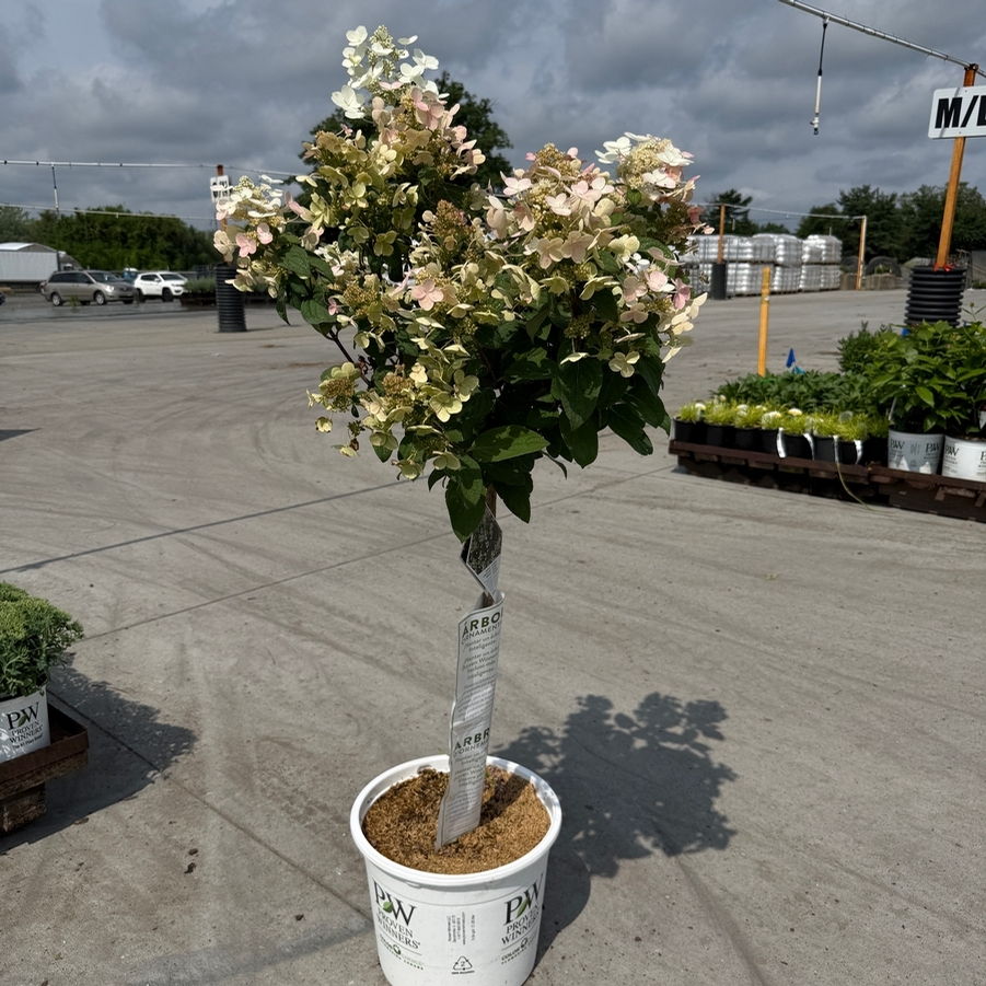 Hydrangea paniculata Quick Fire® (Tree Form)