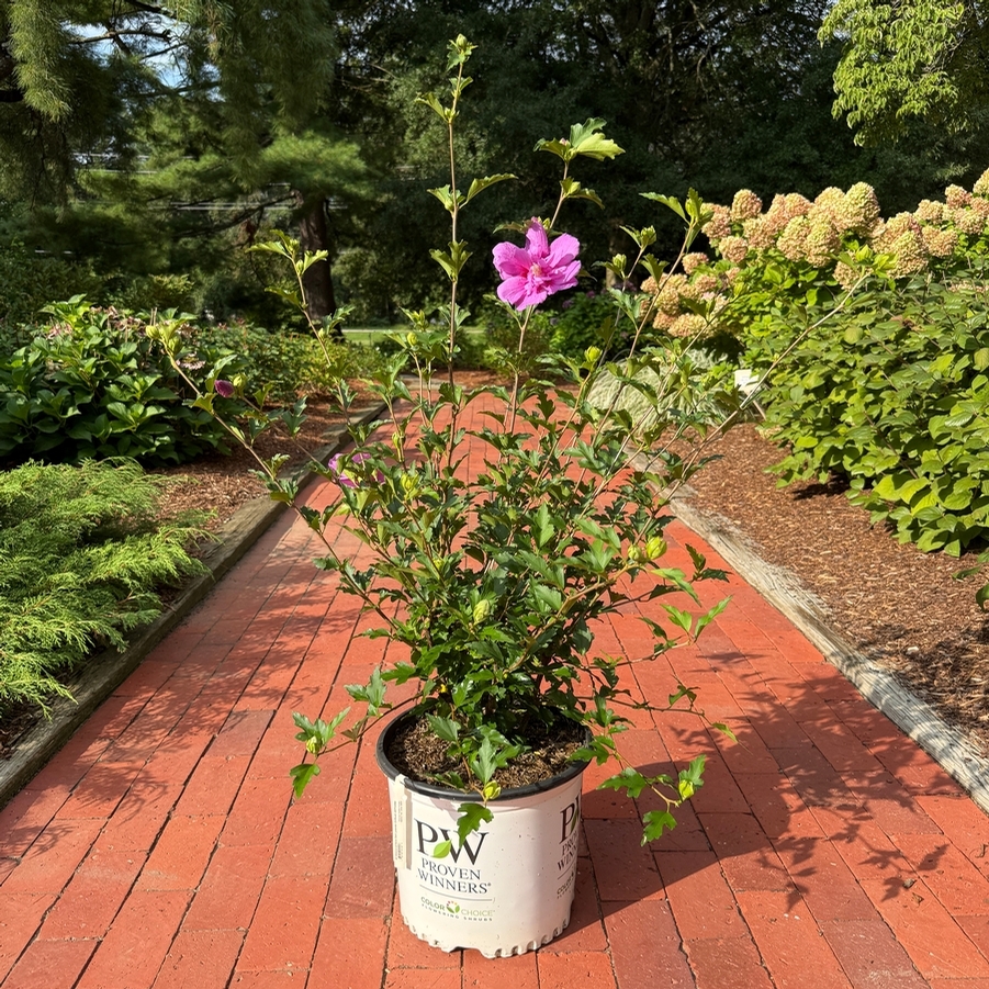 Hibiscus syriacus Dark Lavender Chiffon® PP33568