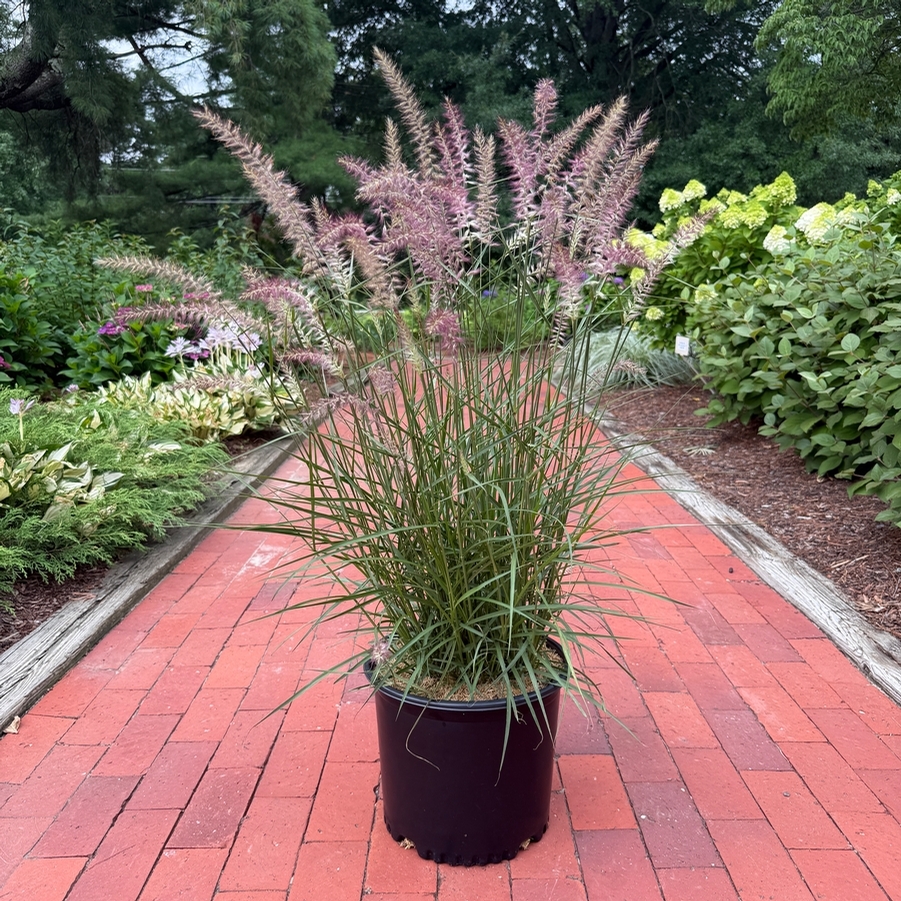 Pennisetum orientale Karley Rose PP12909