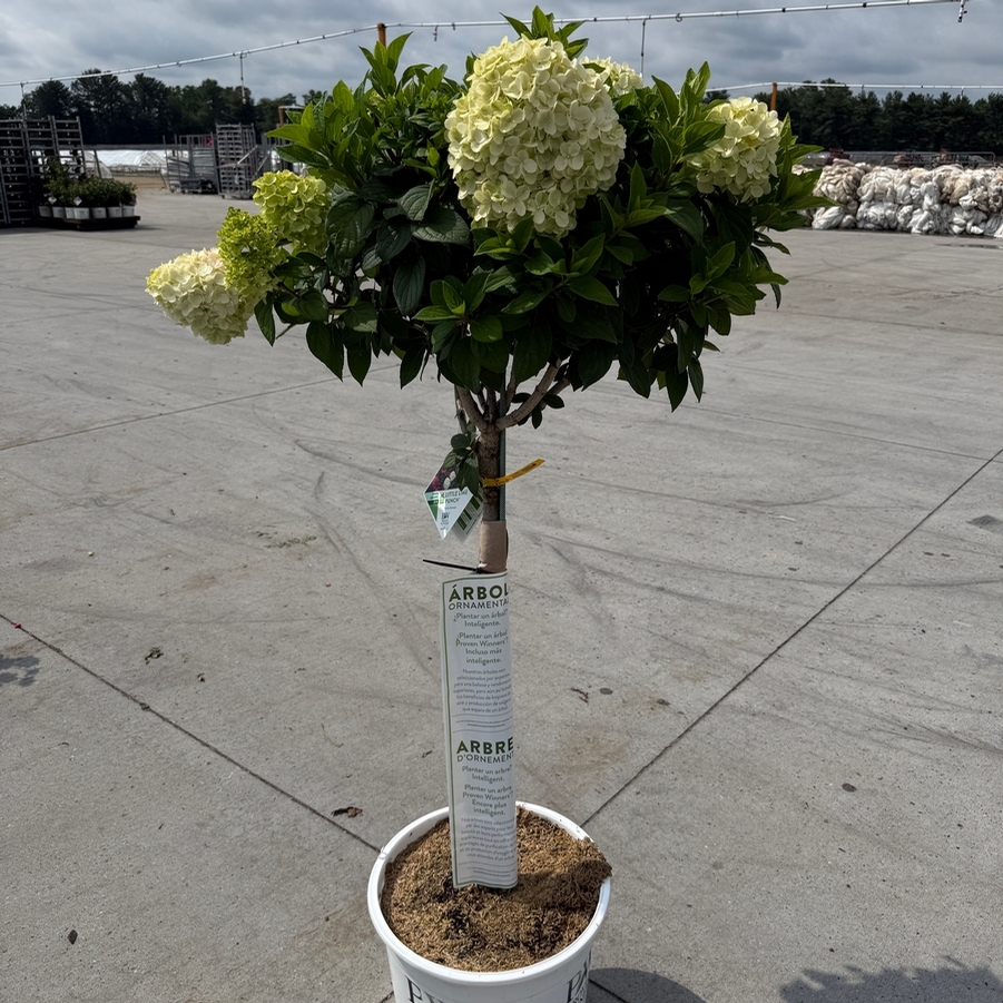 Hydrangea paniculata Little Lime Punch® PP33207 (Tree Form)