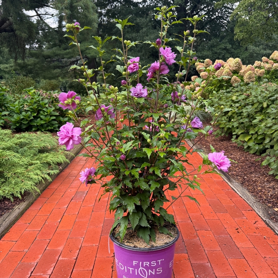 Hibiscus syriacus French Cabaret™ Purple PP30070