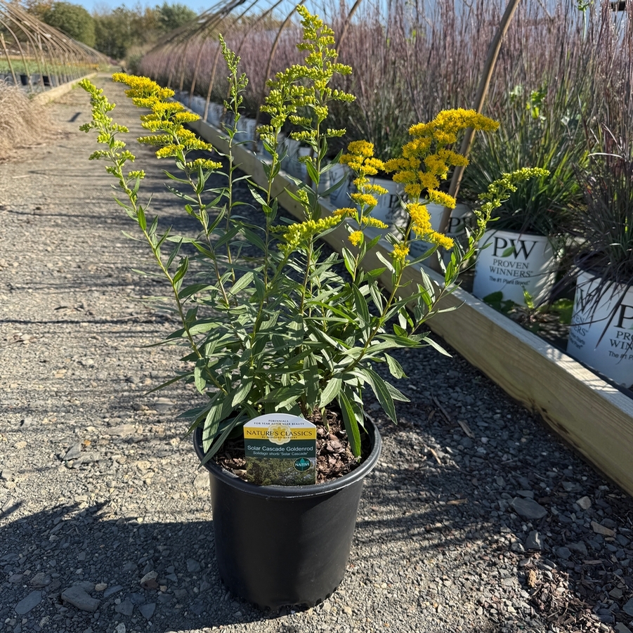 Solidago Solar Cascade