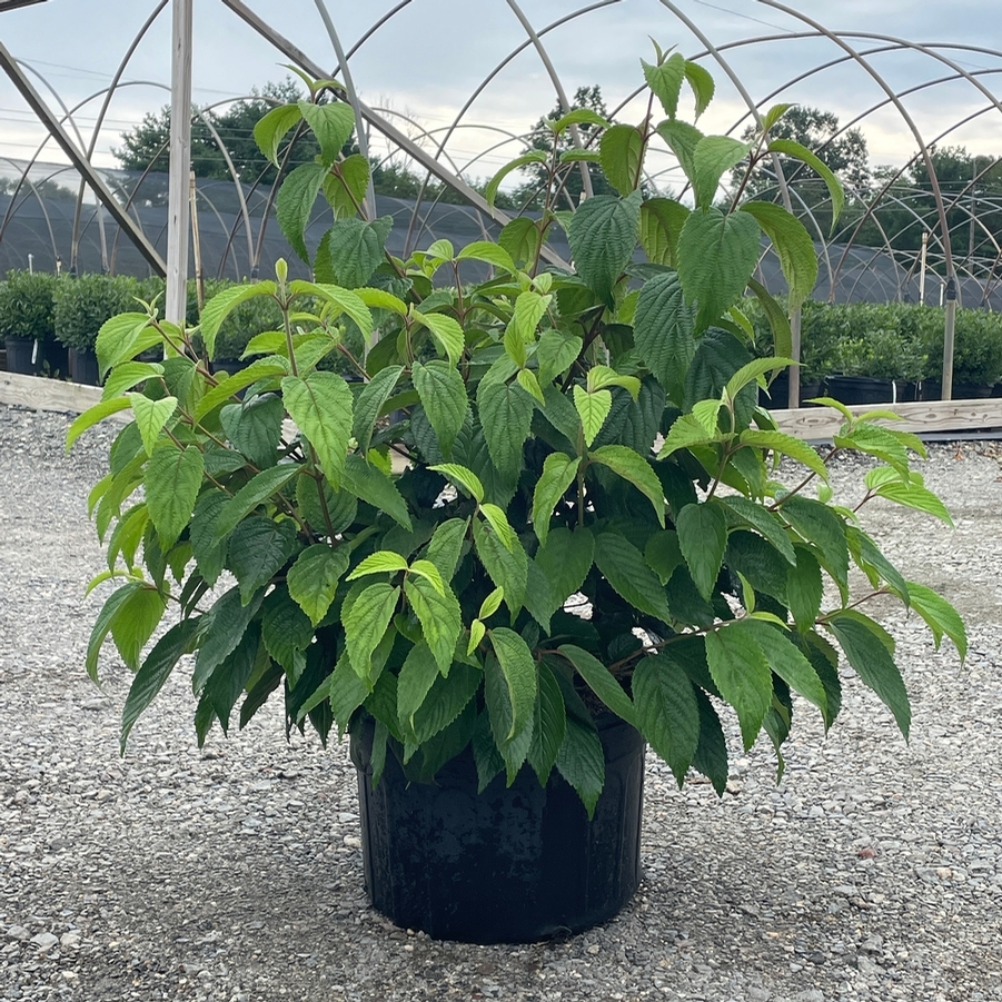 Viburnum plicatum Shasta