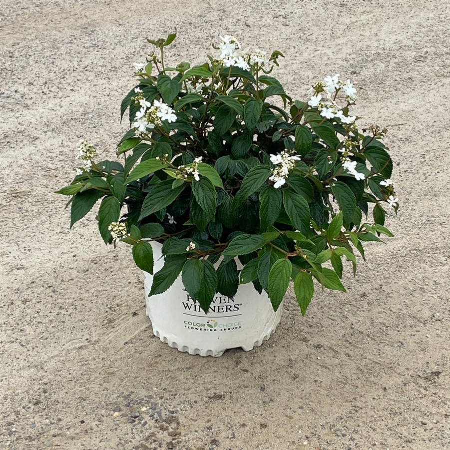 Viburnum plicatum Steady Eddy® PP33899