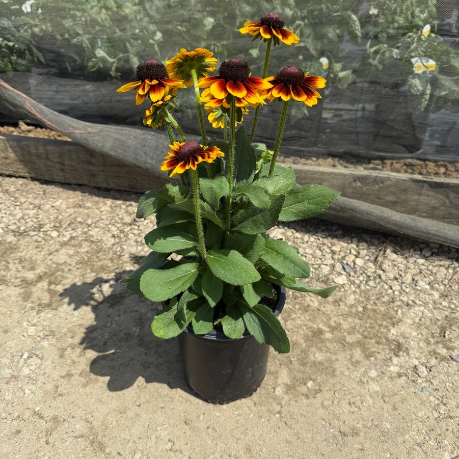 Rudbeckia SmileyZ&trade; SmileyZ™ Kissing