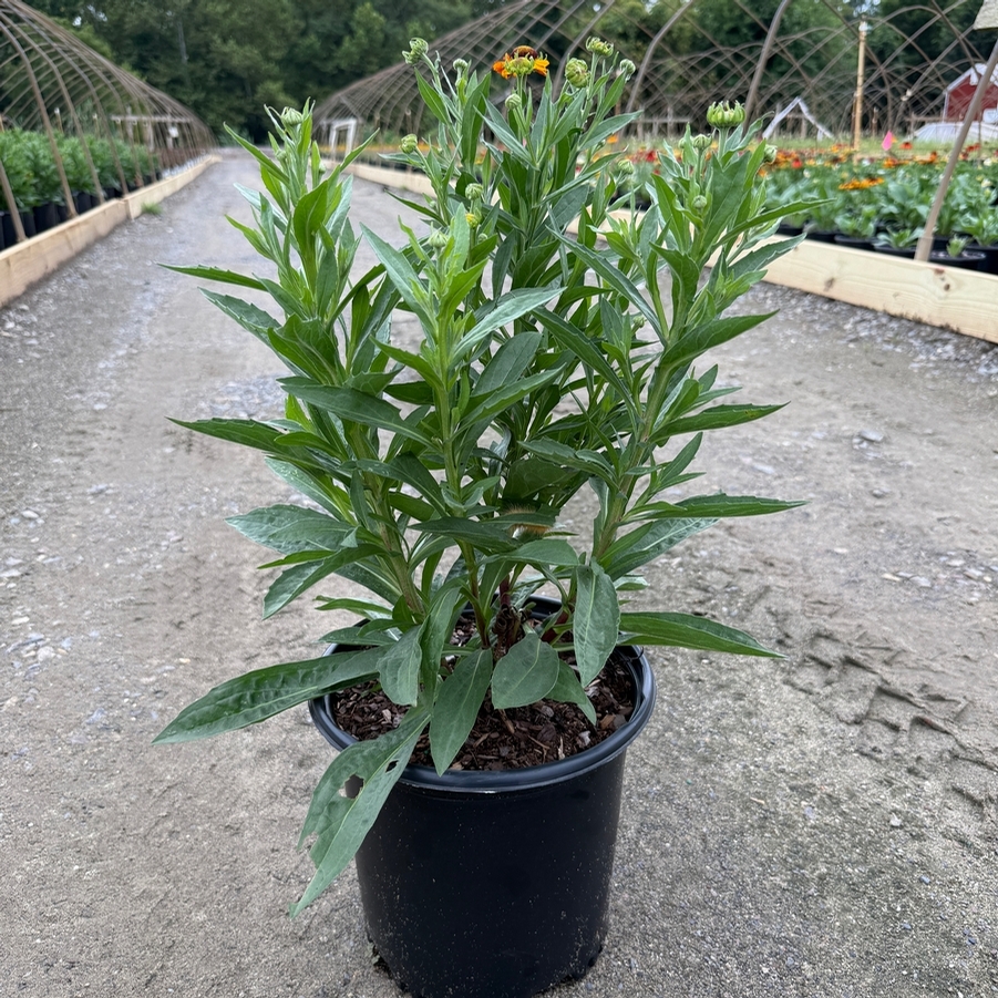 Helenium Mardi Gras