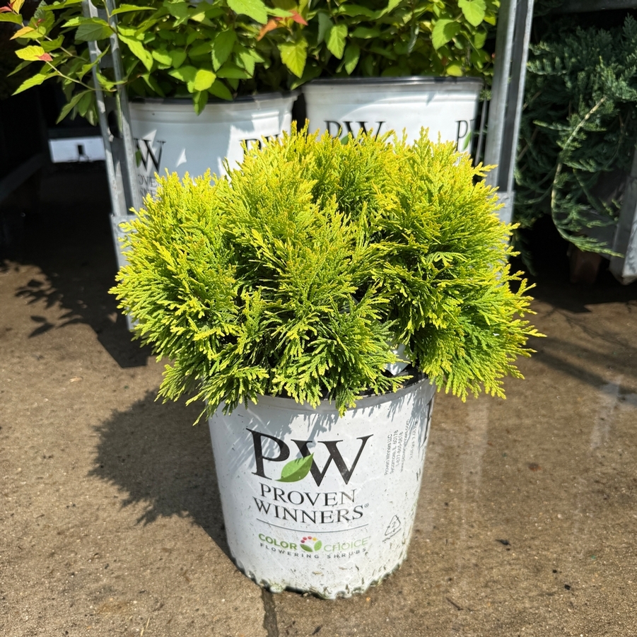 Thuja occidentalis Anna's Magic Ball® PP25868