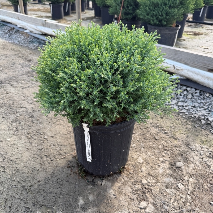 Thuja occidentalis Bobazam Mr. Bowling Ball®