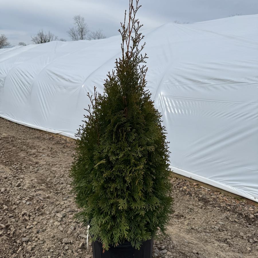 Thuja occidentalis Smaragd