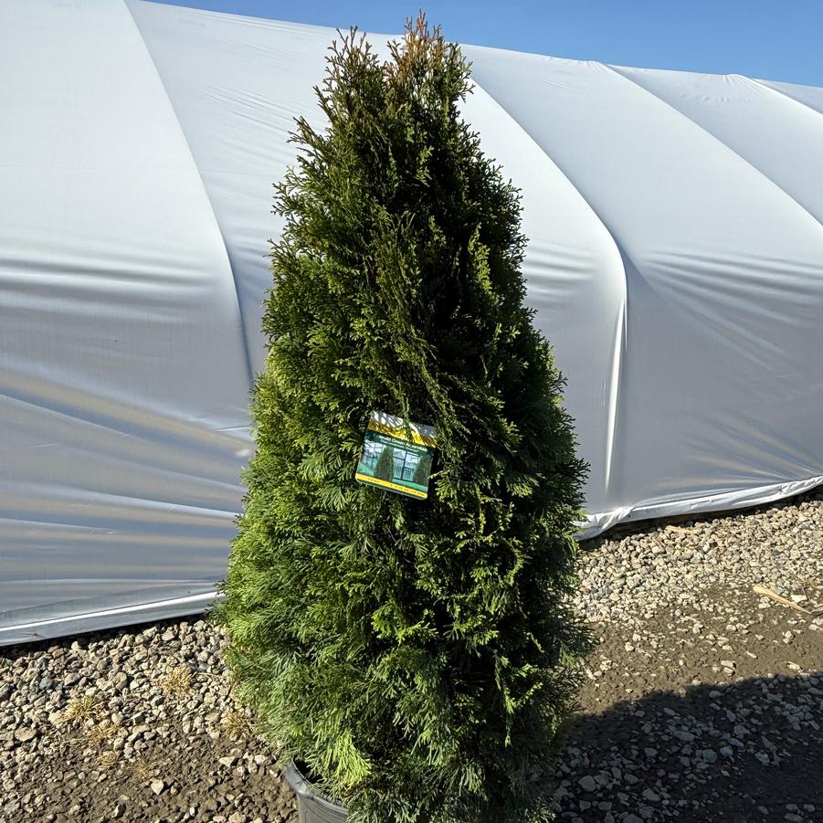Thuja occidentalis Smaragd