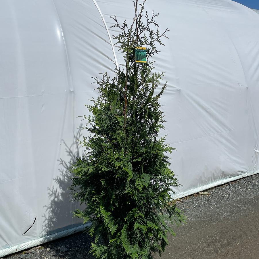 Thuja plicata Green Giant