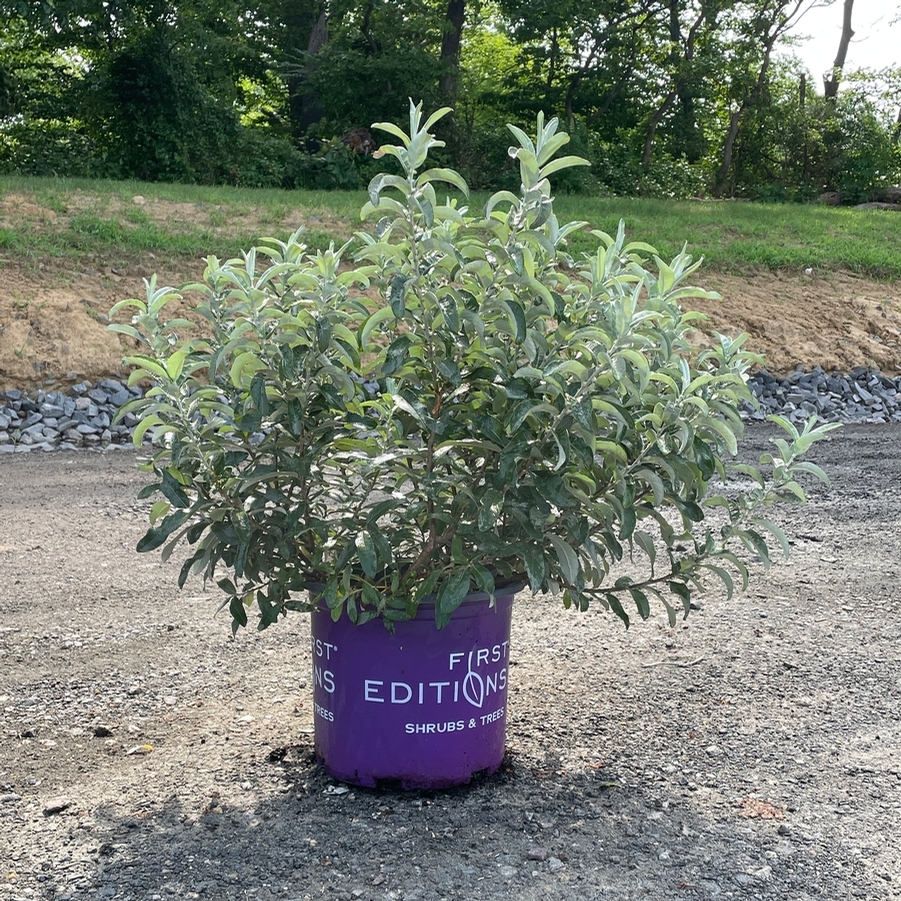 Salix candida Iceberg Alley®