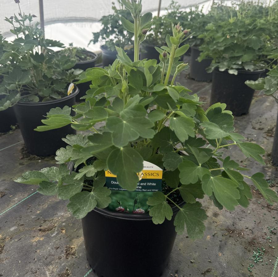 Aquilegia vulgaris Double Winky Red and White