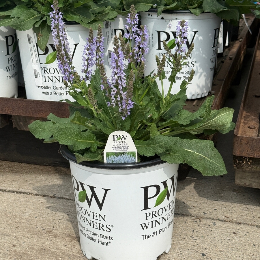 Salvia Color Spires® Crystal Blue