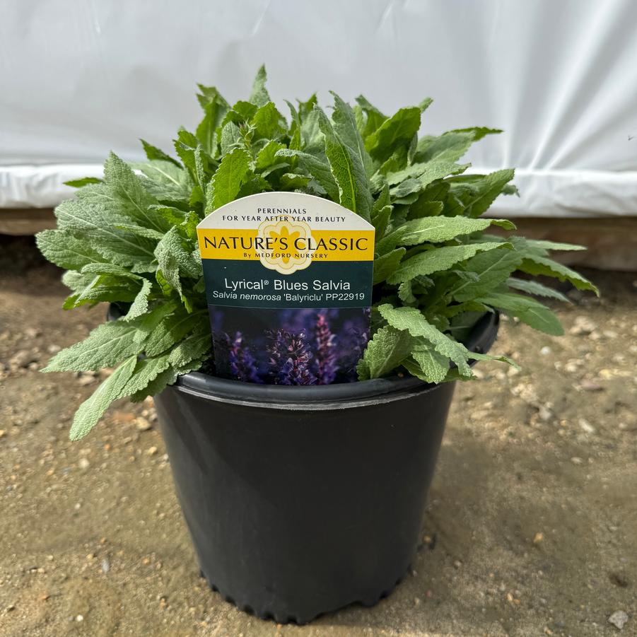Salvia nemorosa Lyrical™ Blues