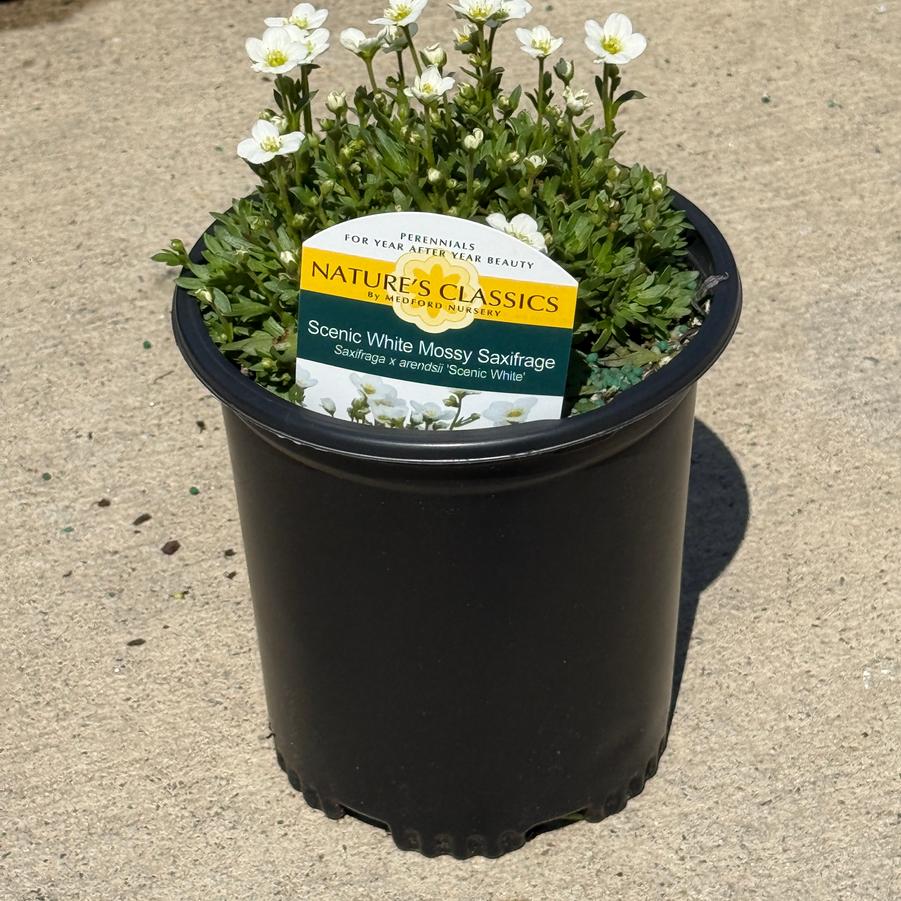 Saxifraga x arendsii Scenic White