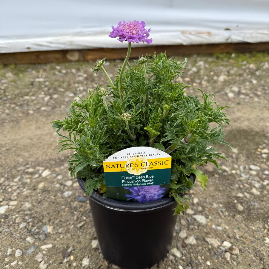 Scabiosa columbaria Flutter® Deep Blue PP28043