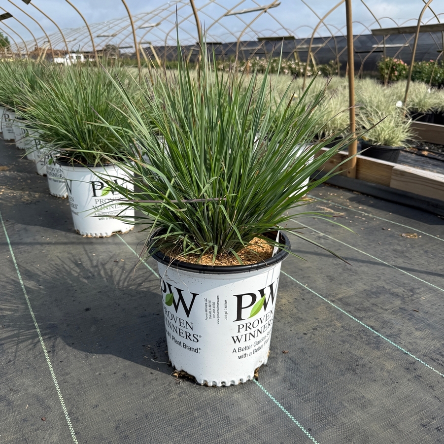 Schizachyrium scoparium Prairie Winds® Blue Paradise