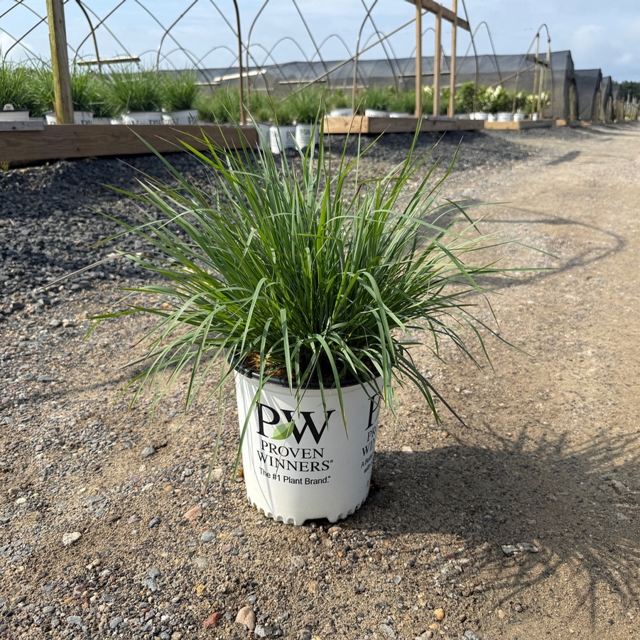Schizachyrium scoparium Prairie Winds® Brush Strokes