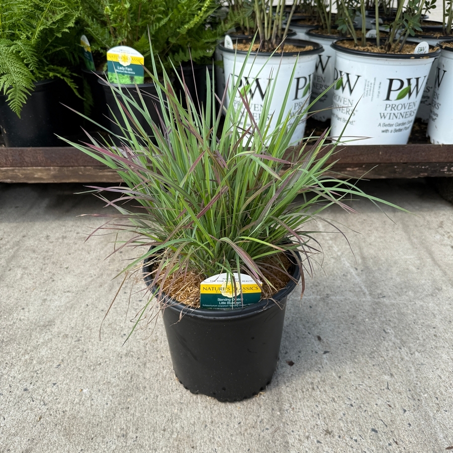 Schizachyrium scoparium Standing Ovation PP25202