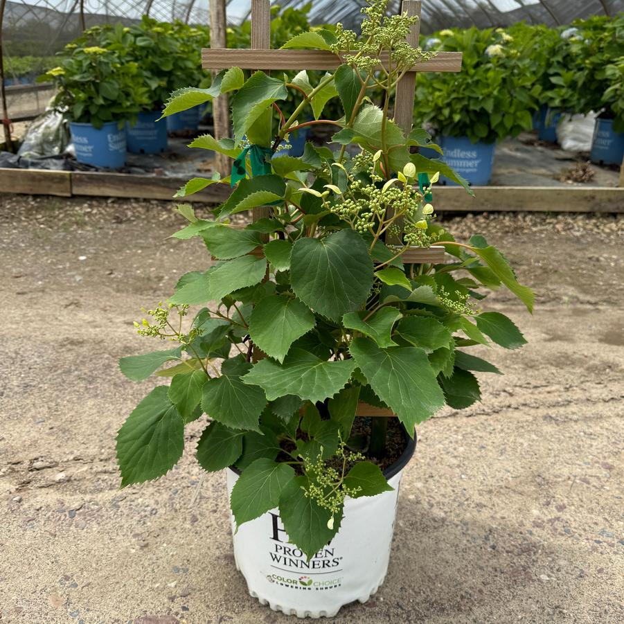Schizophragma Flirty Girl®