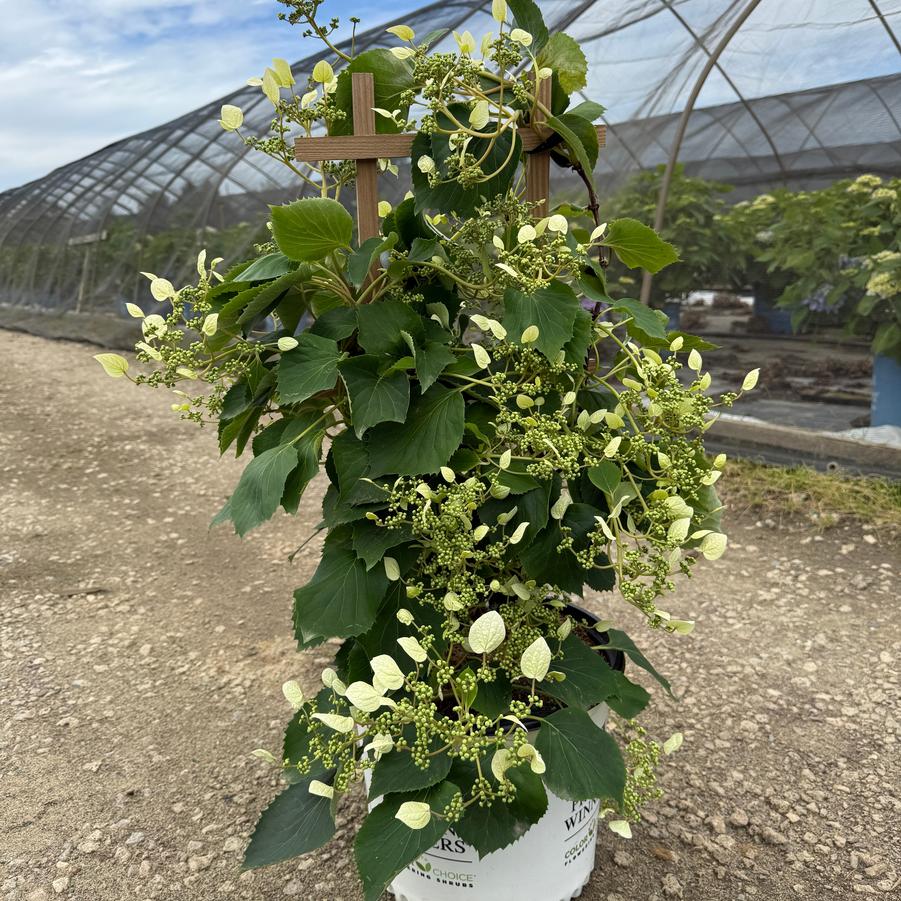 Schizophragma Rose Sensation™