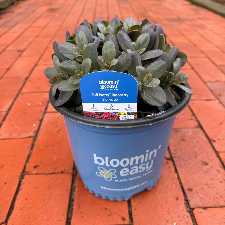 Sedum Puff Pastry™ Raspberry PP37145