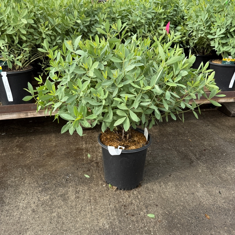 Baptisia Burgundy Blast