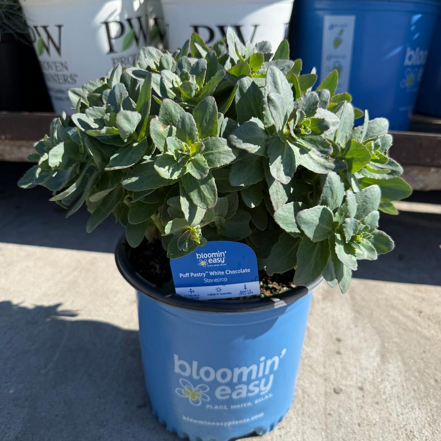 Sedum Puff Pastry™ White Chocolate PP37144