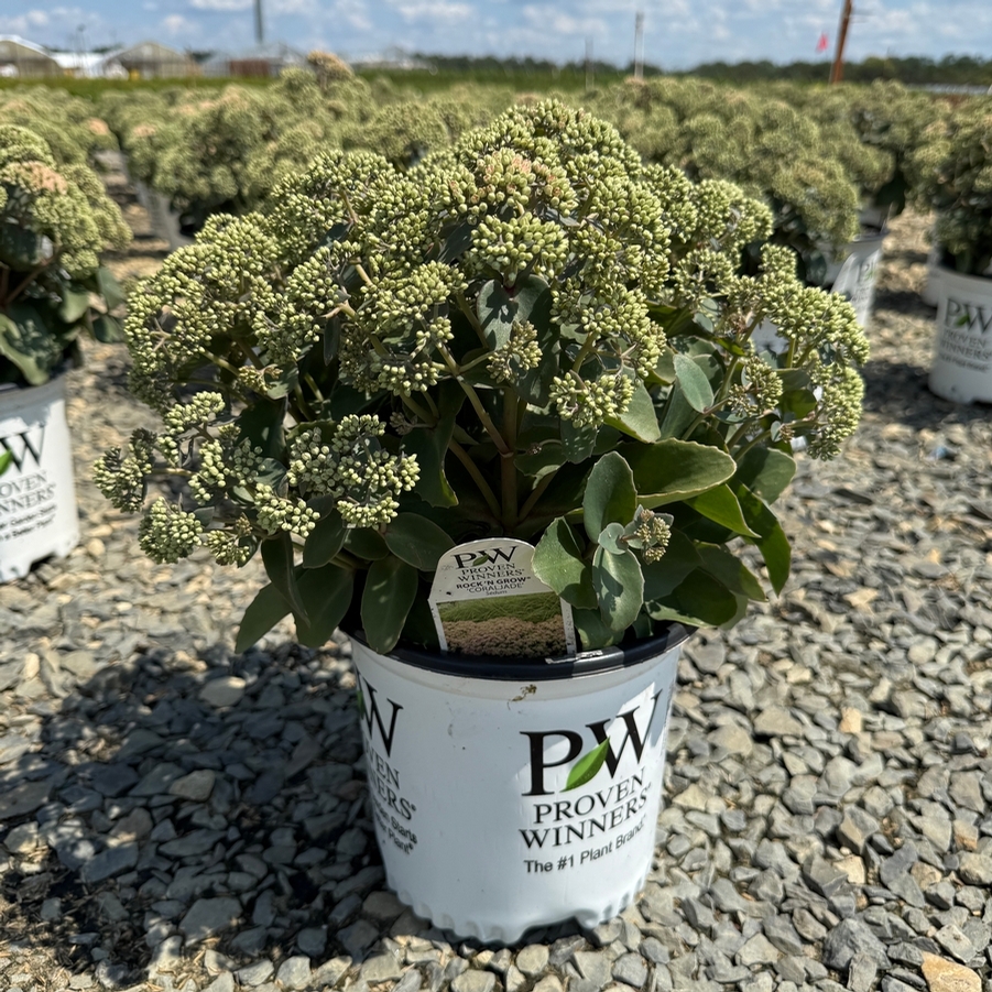 Sedum Rock 'N Grow® Coraljade