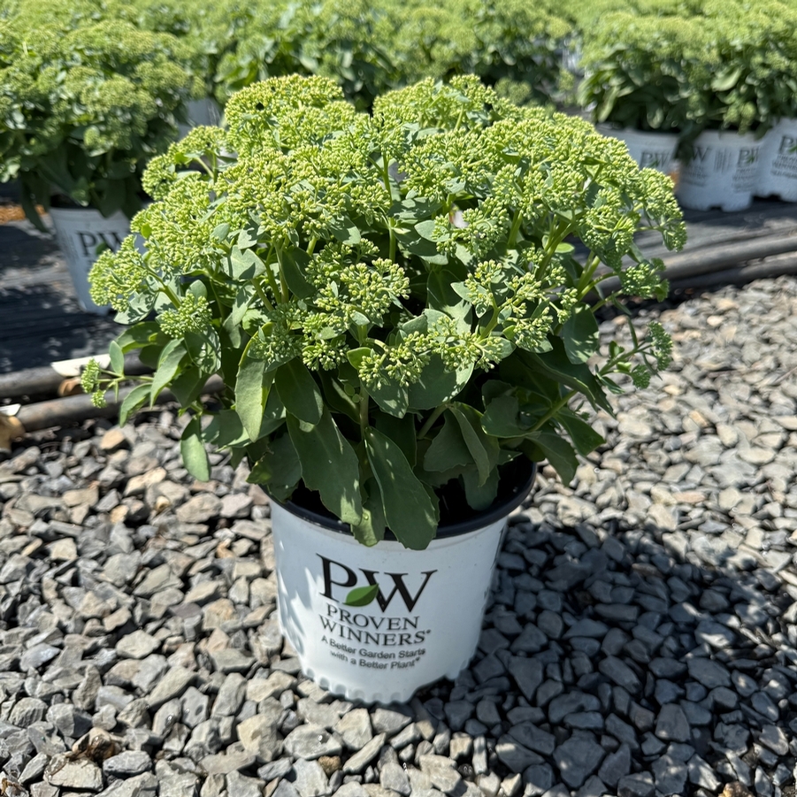 Sedum Rock 'N Grow® Lemonjade