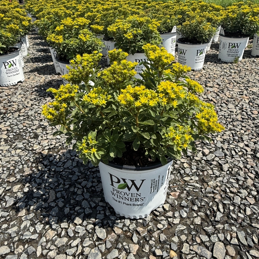 Sedum Rock 'N Round® Bright Idea