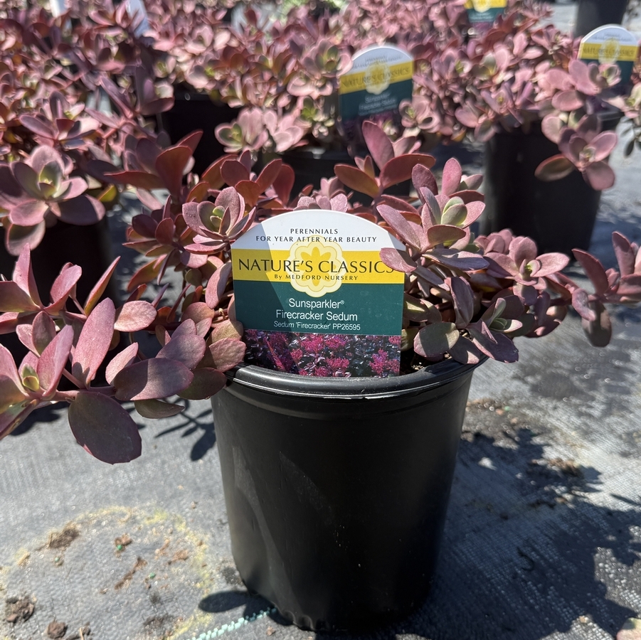 Sedum Sunsparkler® Firecracker