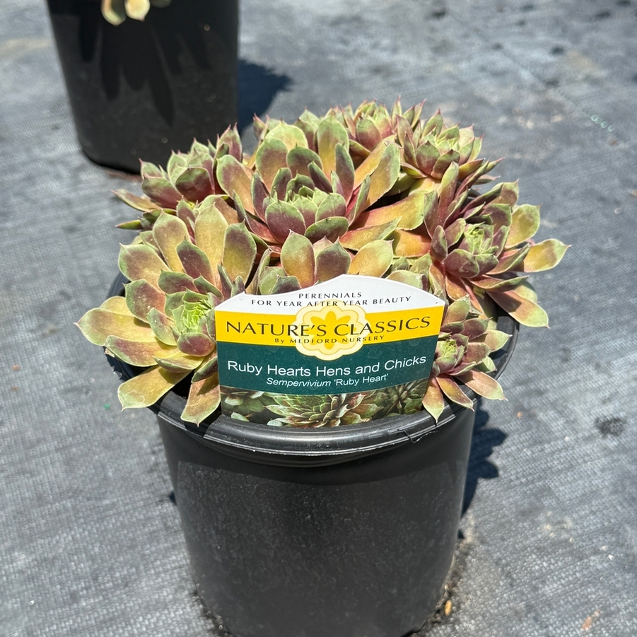 Sempervivum Ruby Heart