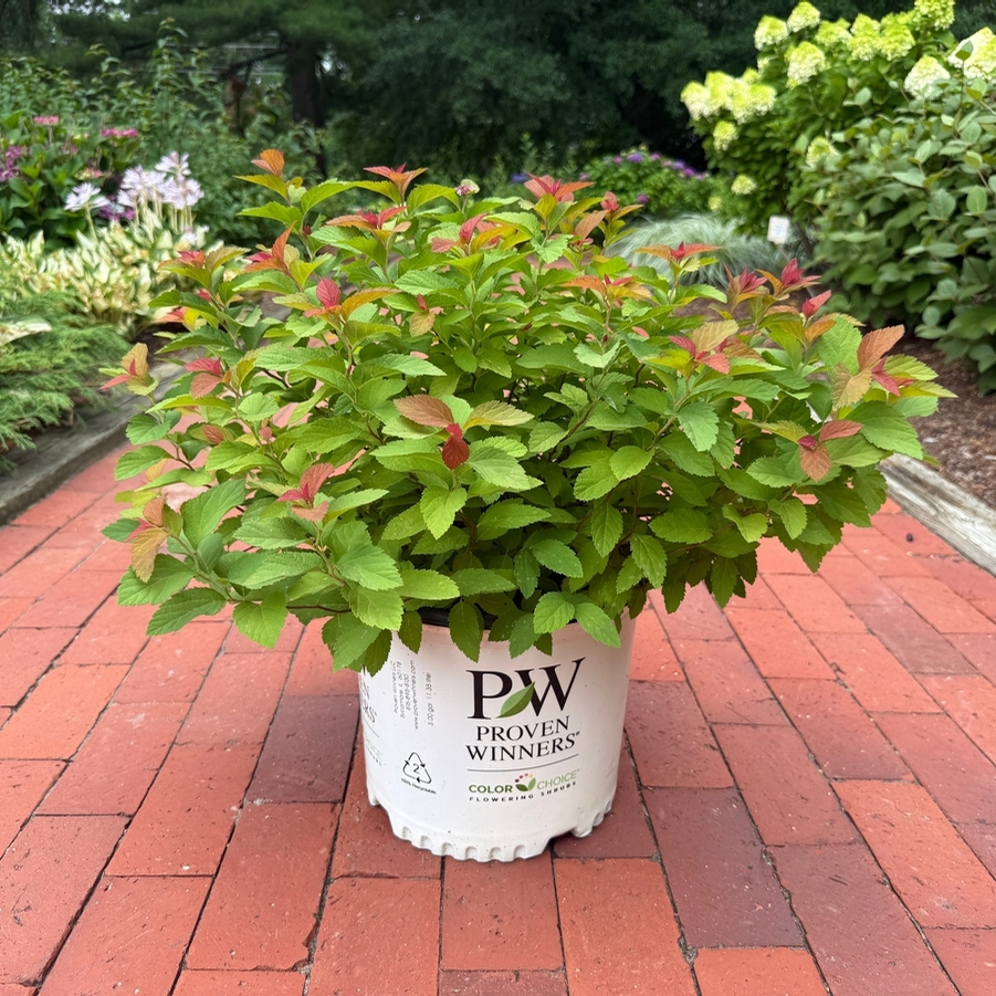 Spiraea japonica Double Play Big Bang® PP21588