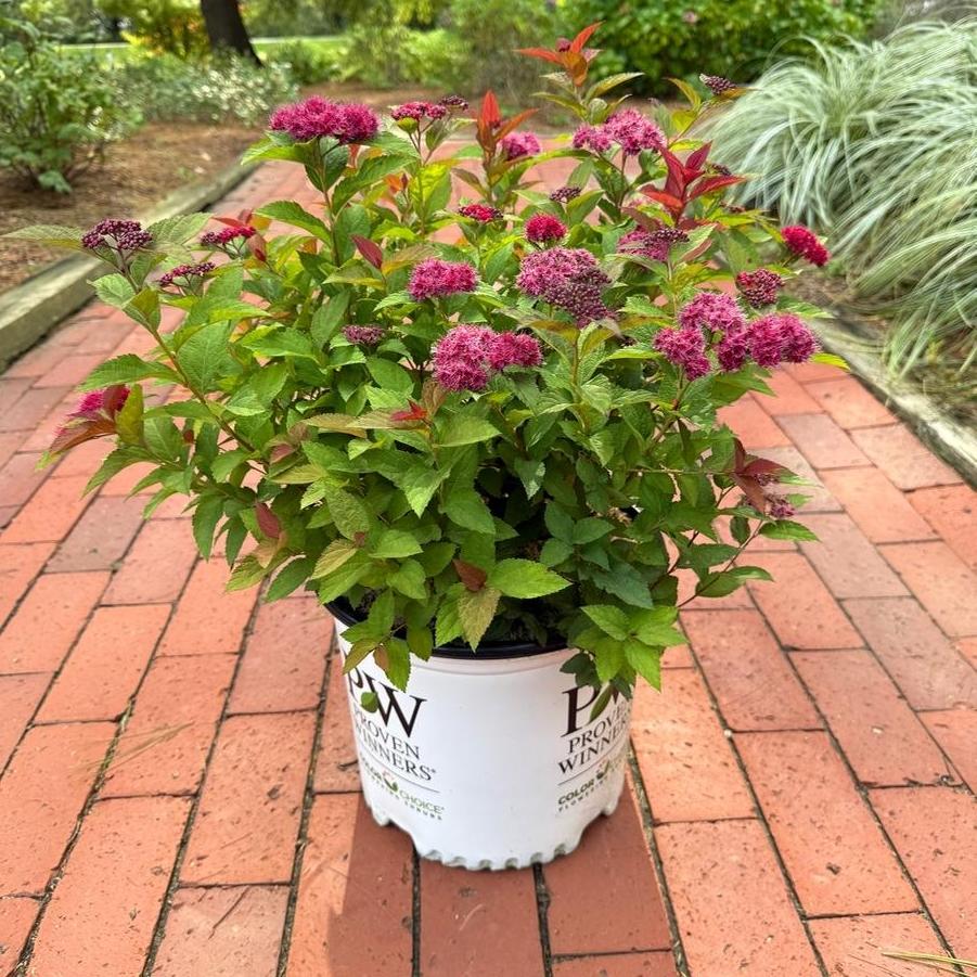 Spiraea japonica Double Play Doozie® PP30953