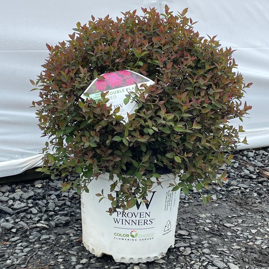 Spiraea japonica Double Play® Red PP26993