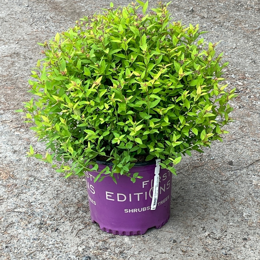 Spiraea japonica Little Spark® PP30819