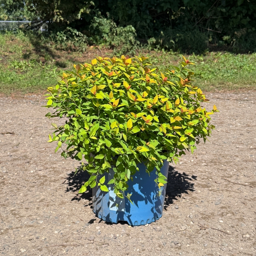 Spiraea japonica Rainbow Fizz™ PP28876