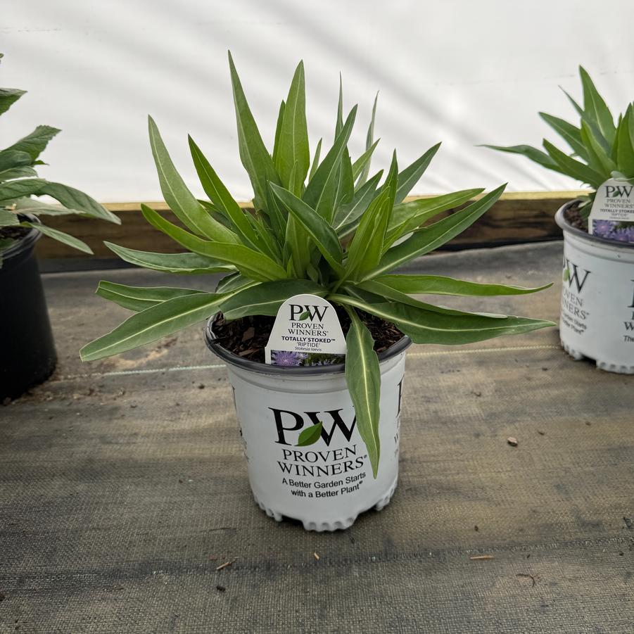 Stokesia Totally Stoked Riptide