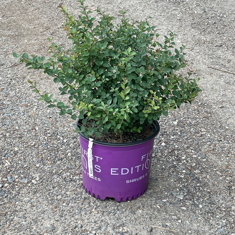 Symphoricarpos x doorenbosii Candy™ PP20931
