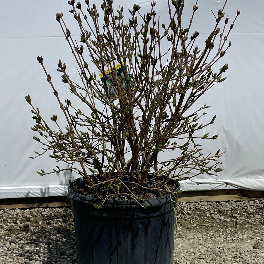 Syringa patula Miss Kim