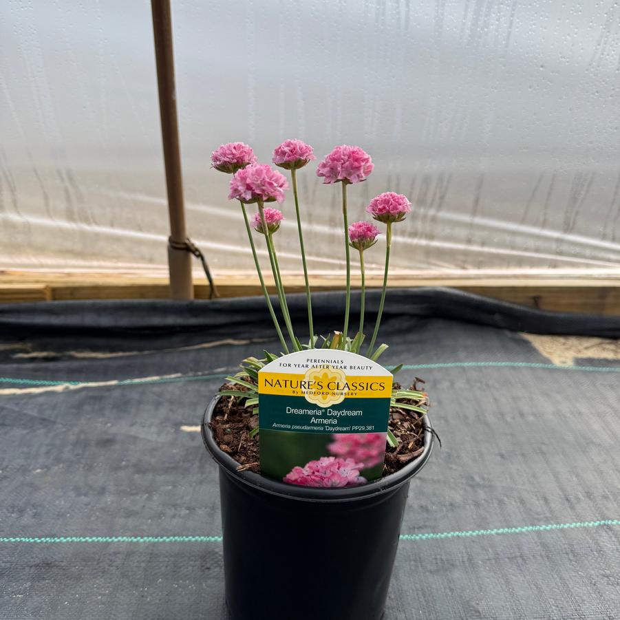 Armeria Dreameria® Daydream