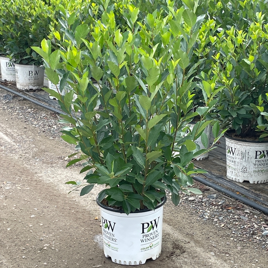 Aronia melanocarpa Low Scape Snowfire® PP34116